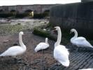 A favourite resting place and public feeding spot