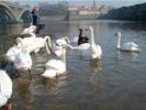 An unusual collection. The black swan is rather obvious, but can you spot the whooper?