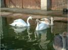 A rare mutation in this cygnet gives a white plumage similar to the adult on the left, but notice the giveaway cygnet colour beak.