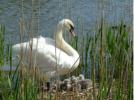 A lovely shot taken at Haggerston Lake