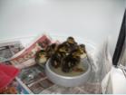 Lots of lost or orphaned ducklings come in every spring. They are at least easy to rear.